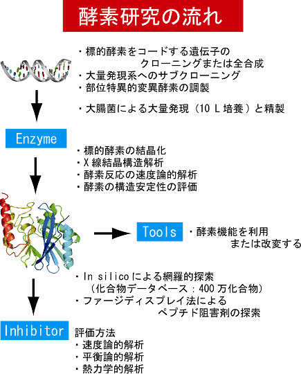酵素研究の流れ